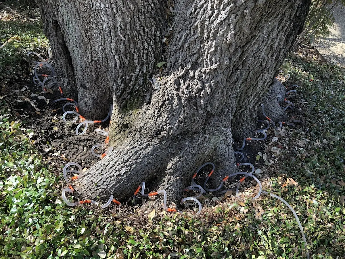 Detailed Tree Cabling and Bracing job site in Glyndon