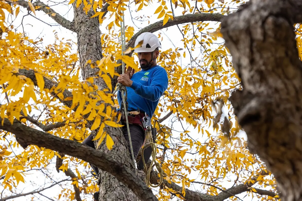 Skilled Storm Damage Cleanup crew working in Glyndon